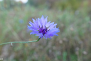 Blende: f/4.5, Brennweite: 26mm ISO: 200, Belichtung: 1/80