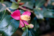DSC05946.jpg