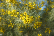 DSC05949.jpg