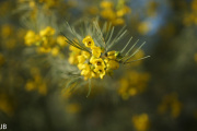 DSC05951.jpg