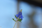 DSC05959.jpg