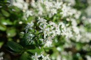 DSC05971.jpg