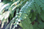 DSC05993.jpg