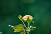 DSC_2630.jpg