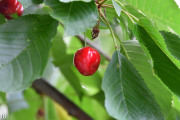 DSC_2913.jpg