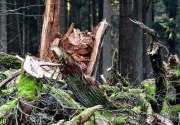 DSC_6020.jpg