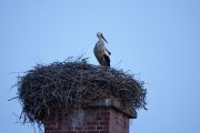Datum: 12.05.2016 21:32:56 Programm: P - Automatik Blende: f 6,3 Belichtungszeit: 1/10 s ISO-Wert: 1000 EV: +0,30 EV Brennweite: 600,0 mm Real Auflösung: k.A. Weißabgleich: Automatik Meßmodus: Multisegment Blitz: Aus Belichtungsmodus: Auto Belichtung Weißabgleichmodus: Auto Weißabgleich KB-Brennweite: 900 mm Szenenaufnahme: Standard Kontrast: Normal Schärfe: Normal Motiventfernung: k.A.