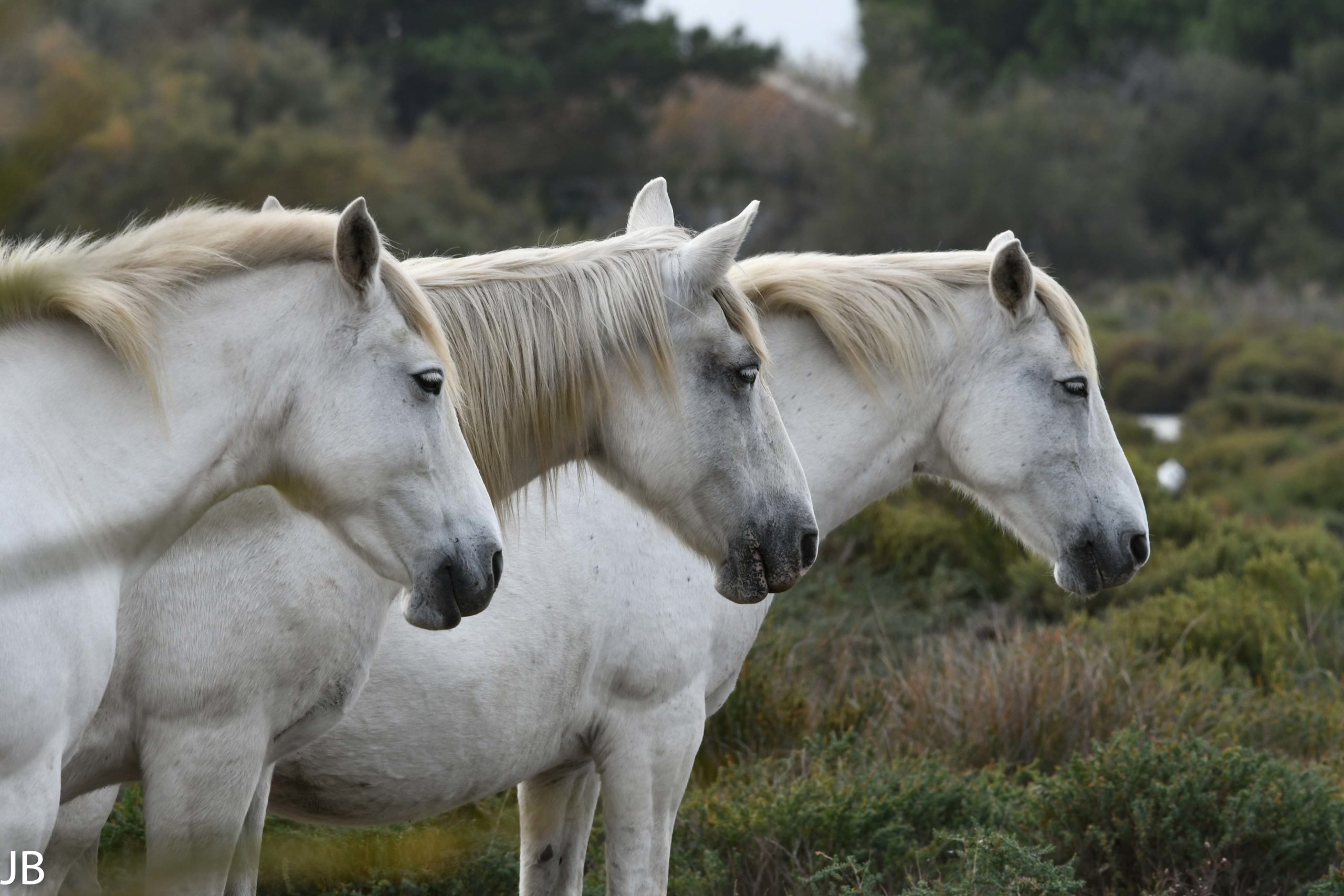 Camargue