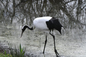 Vogelpark Niendorf