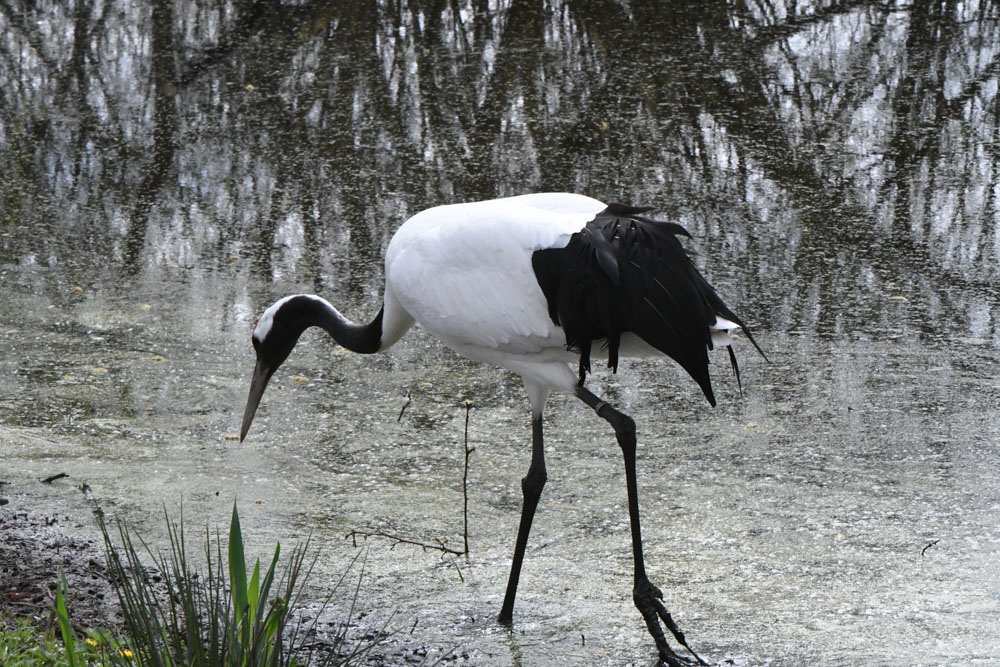 Vogelpark Niendorf